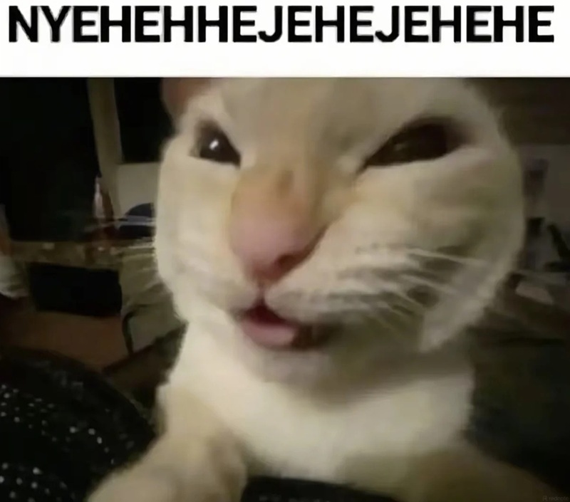 meme mèo cười 28