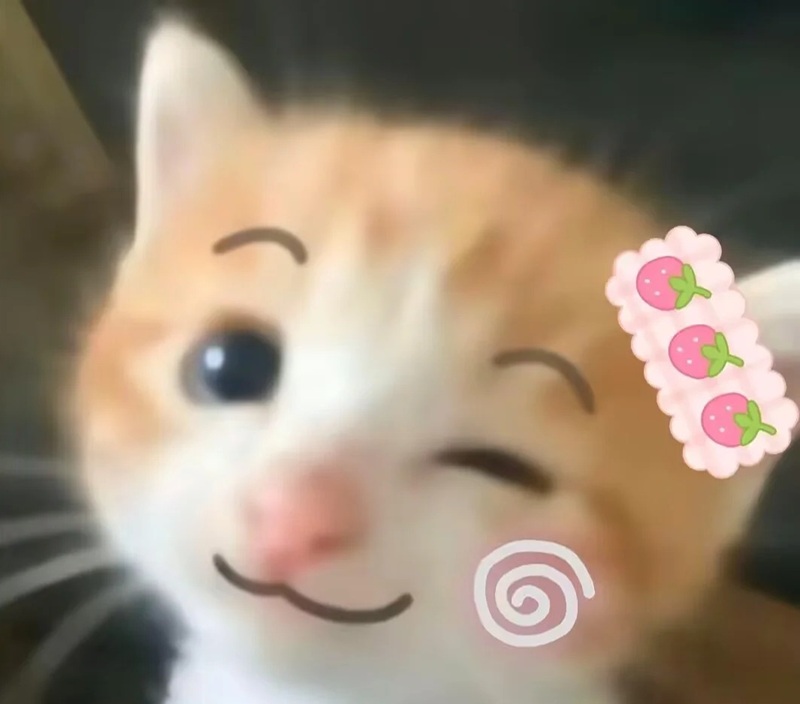 meme mèo cười 34