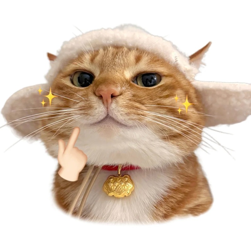 meme mèo cười 5