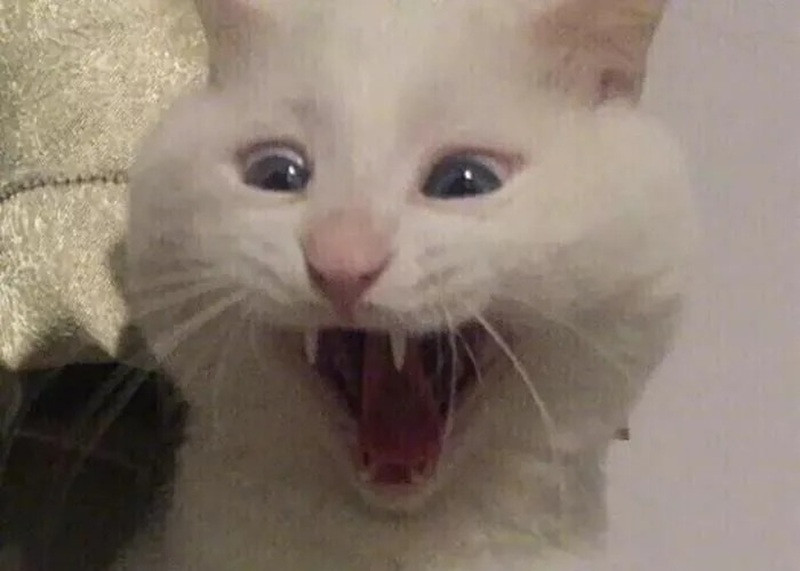 meme mèo cười nhe răng 10