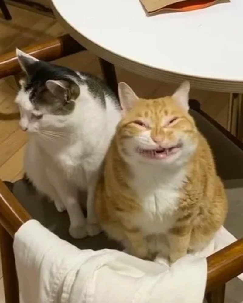 meme mèo cười nhe răng 11