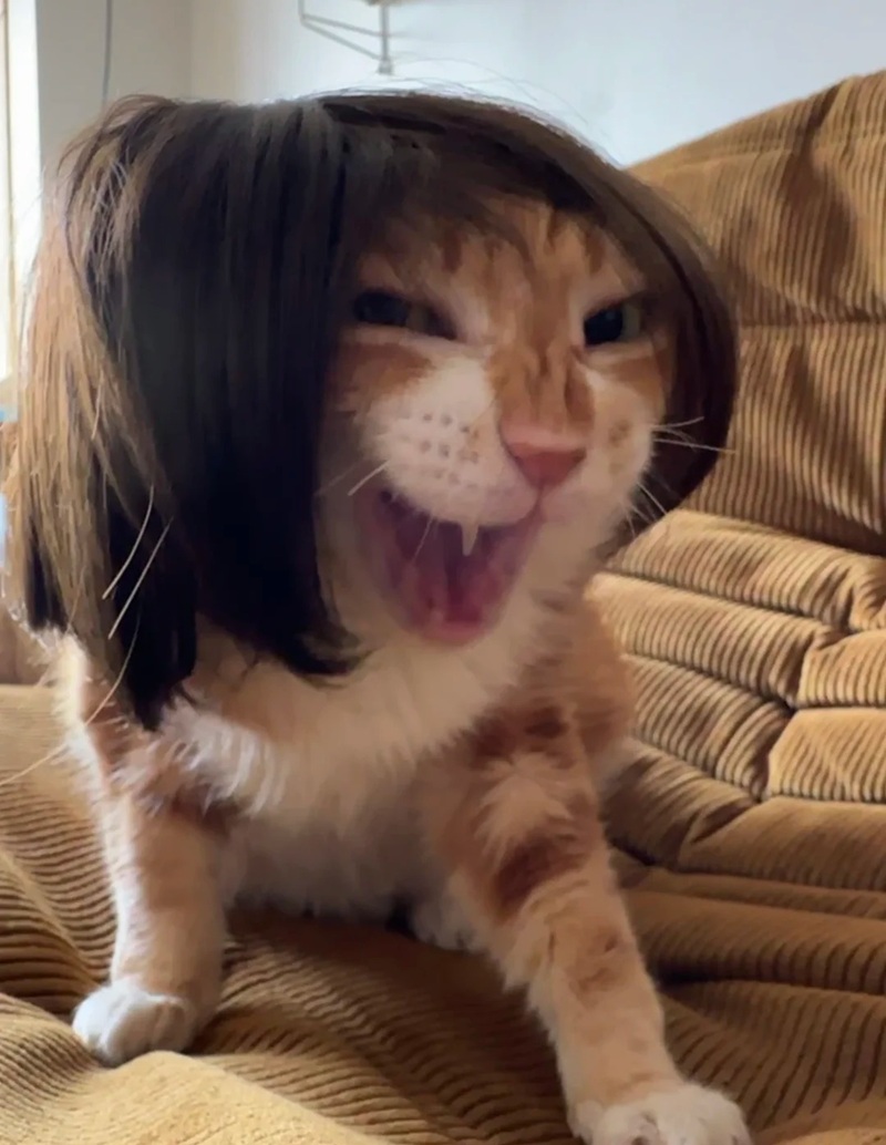 meme mèo cười nhe răng 12