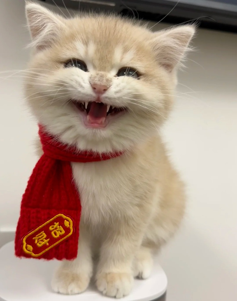 meme mèo cười nhe răng 15