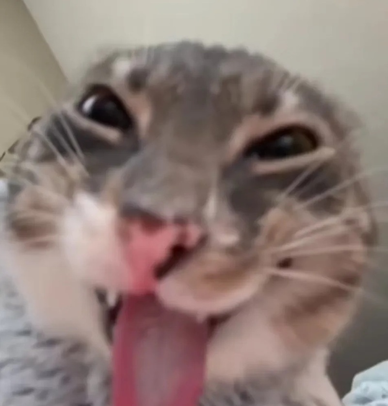 meme mèo cười nhe răng 17