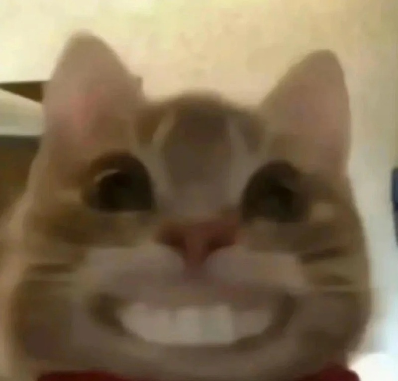 meme mèo cười nhe răng 18