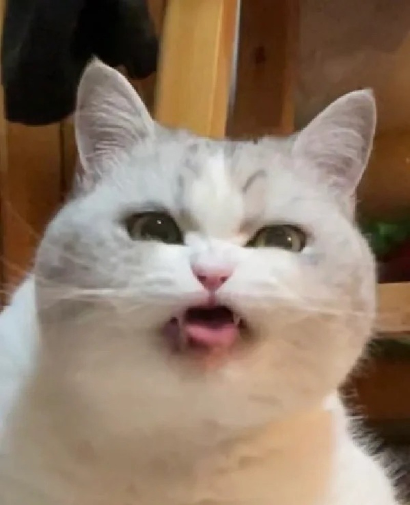 meme mèo cười nhe răng 20