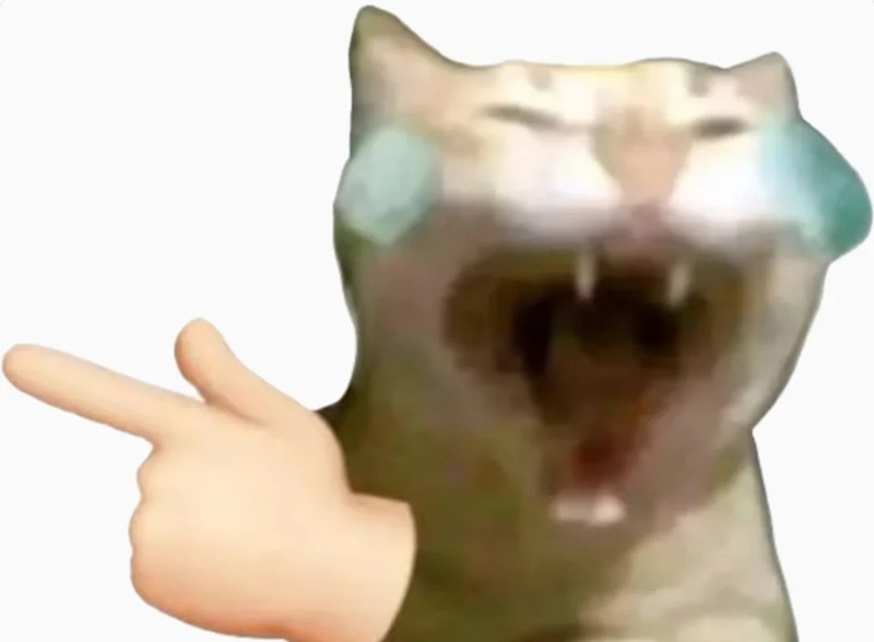 meme mèo cười nhe răng 22