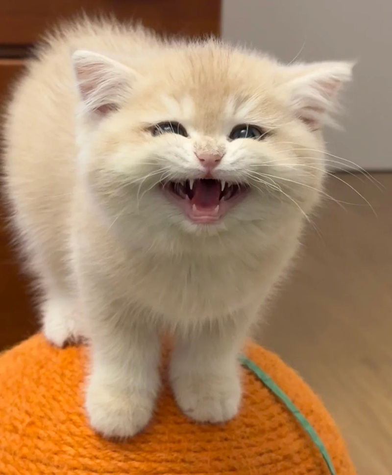 meme mèo cười nhe răng 23