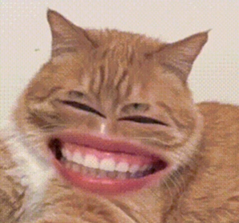 meme mèo cười nhe răng 24