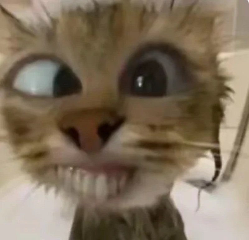 meme mèo cười nhe răng 26