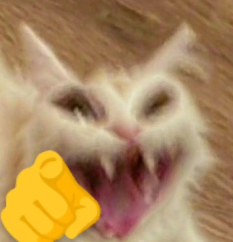 meme mèo cười nhe răng 28