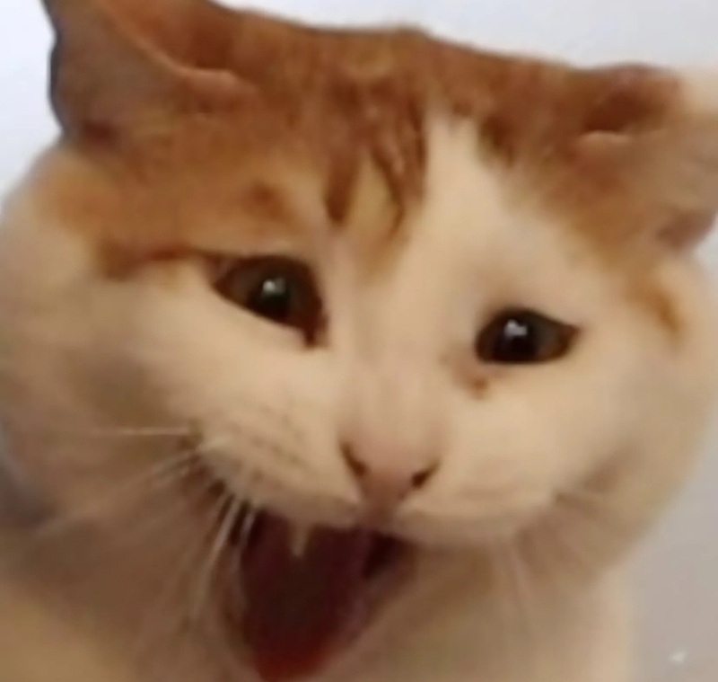 meme mèo cười nhe răng 3