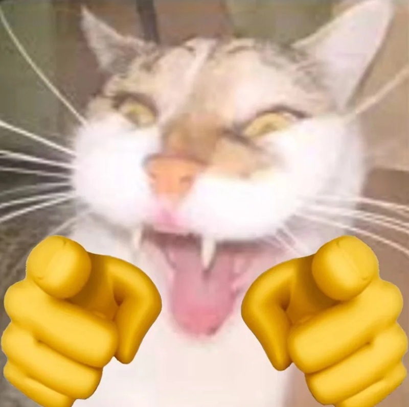 meme mèo cười nhe răng 30