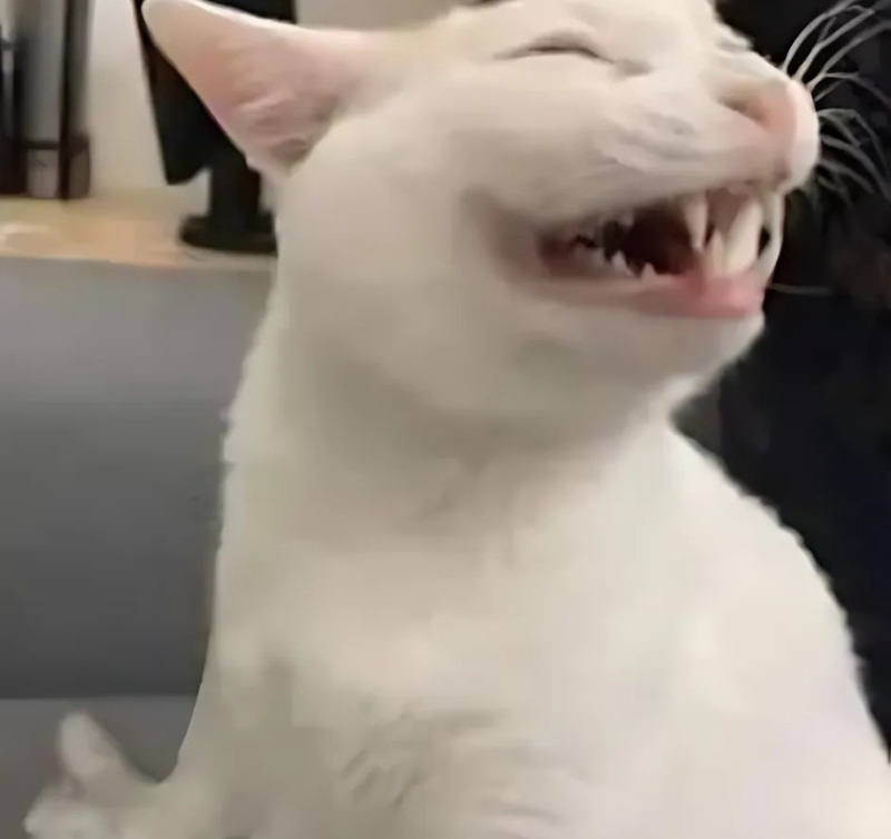 meme mèo cười nhe răng 4