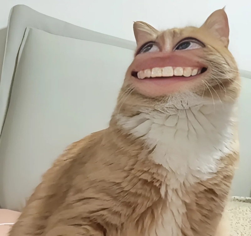 meme mèo cười nhe răng 5