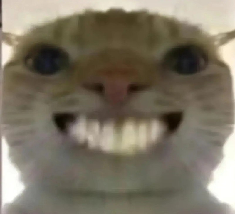 meme mèo cười nhe răng 7