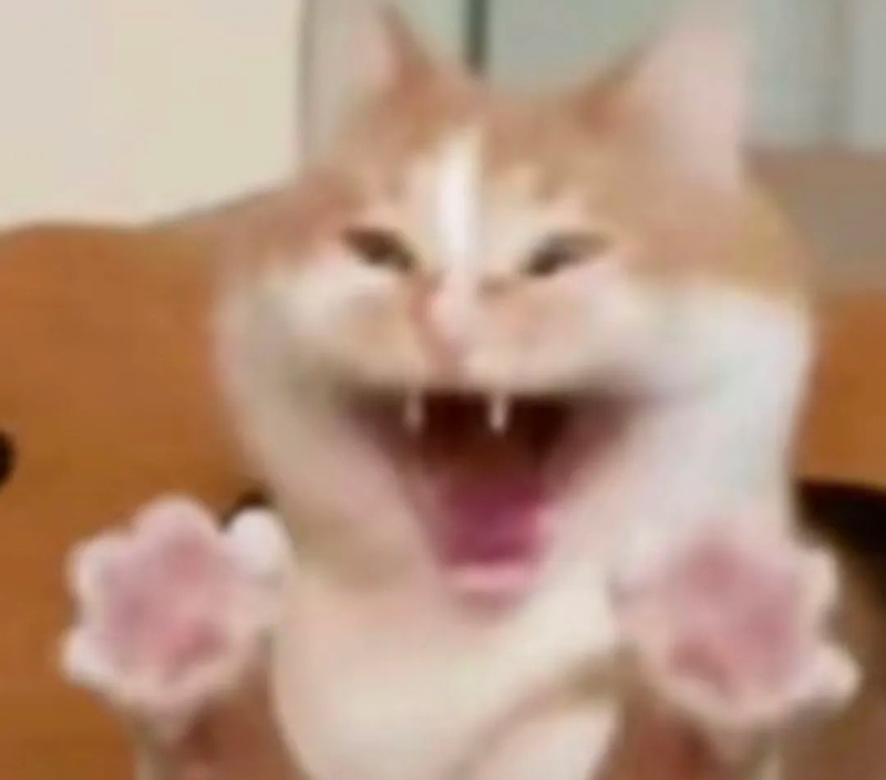meme mèo cười nhe răng 9