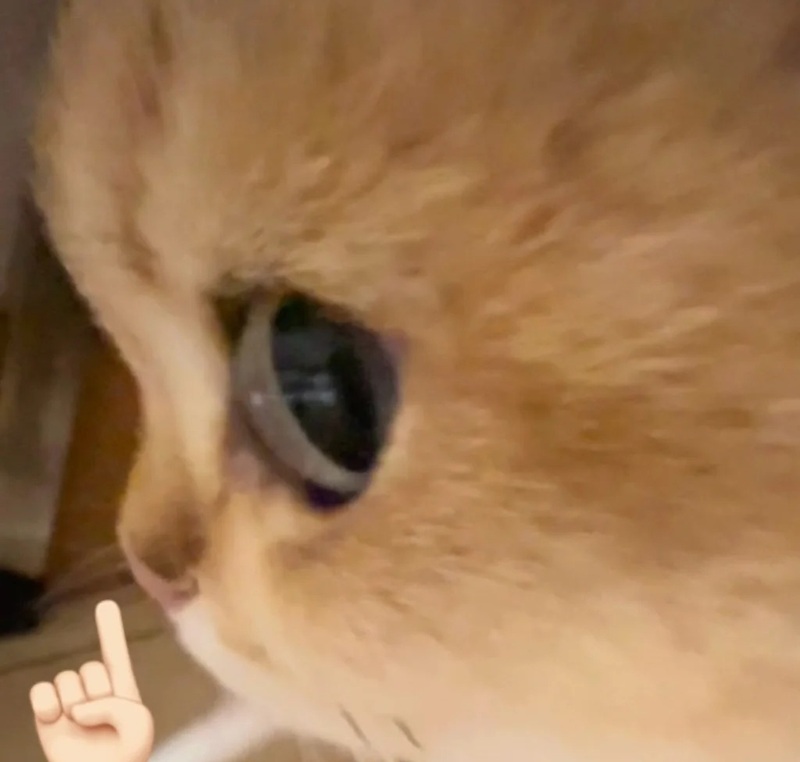 meme mèo hài 12