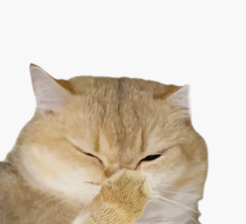 meme mèo hài 13