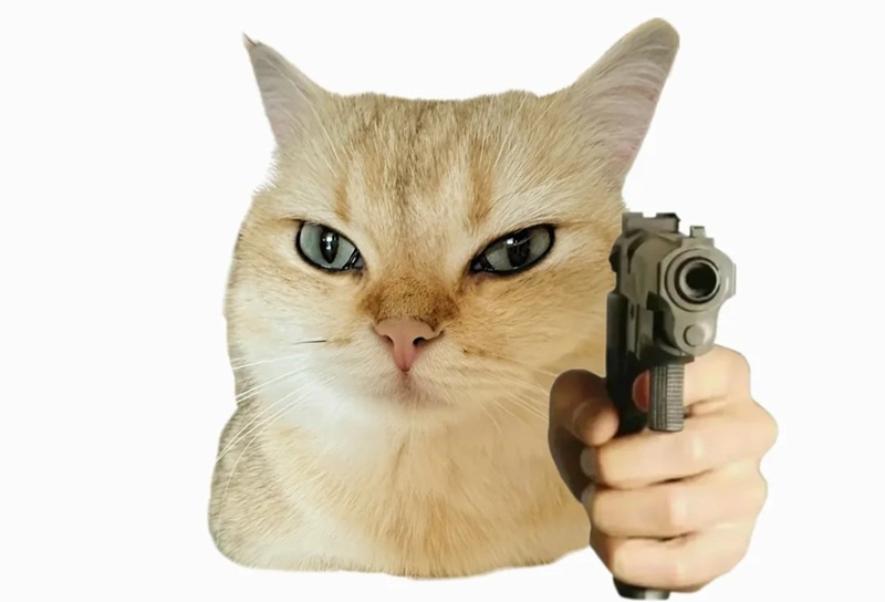 meme mèo hài 15