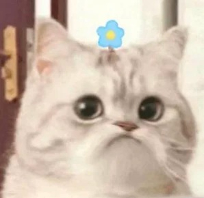 meme mèo hài 16