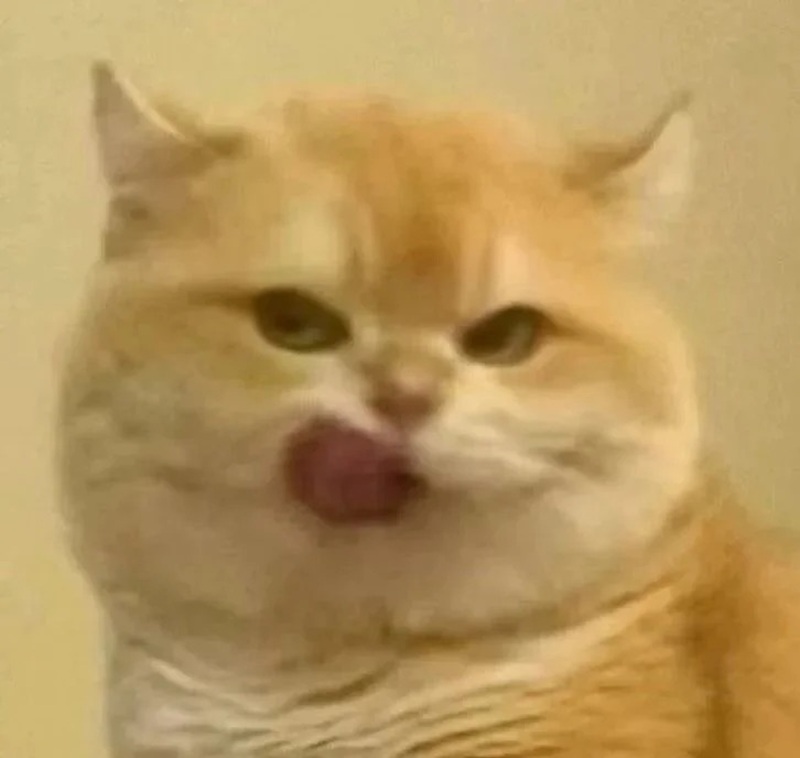 meme mèo hài 22