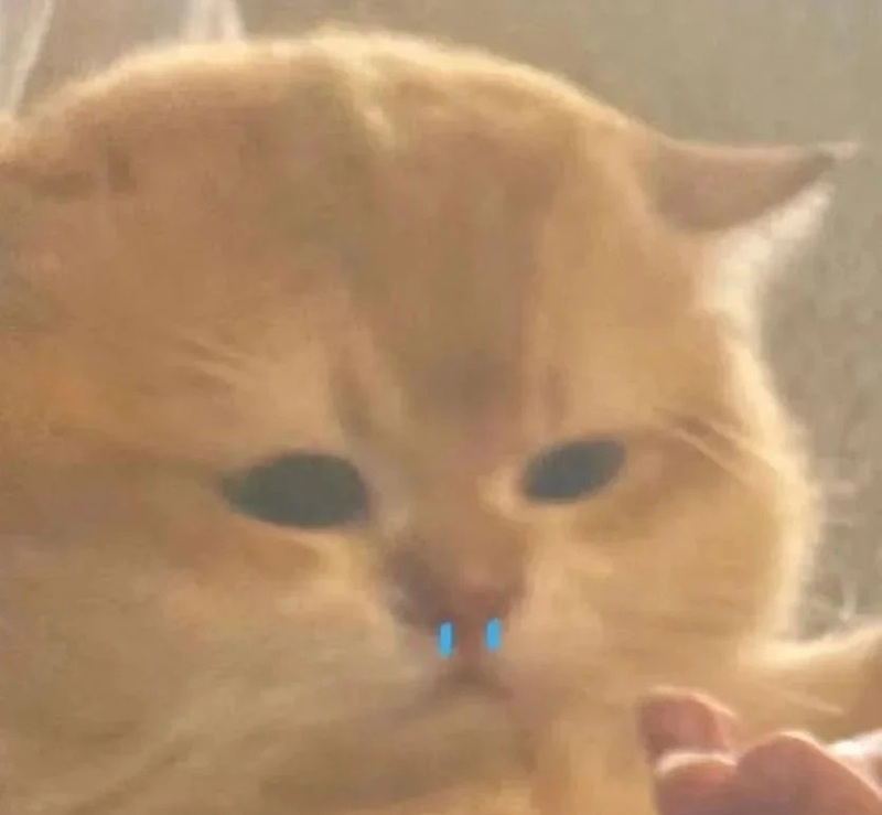 meme mèo hài 23