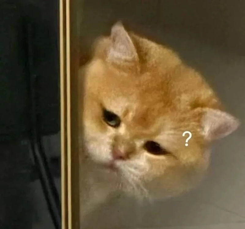 meme mèo hài 24