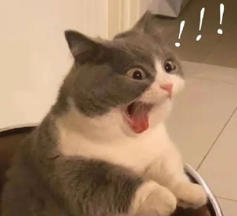 meme mèo hài 25