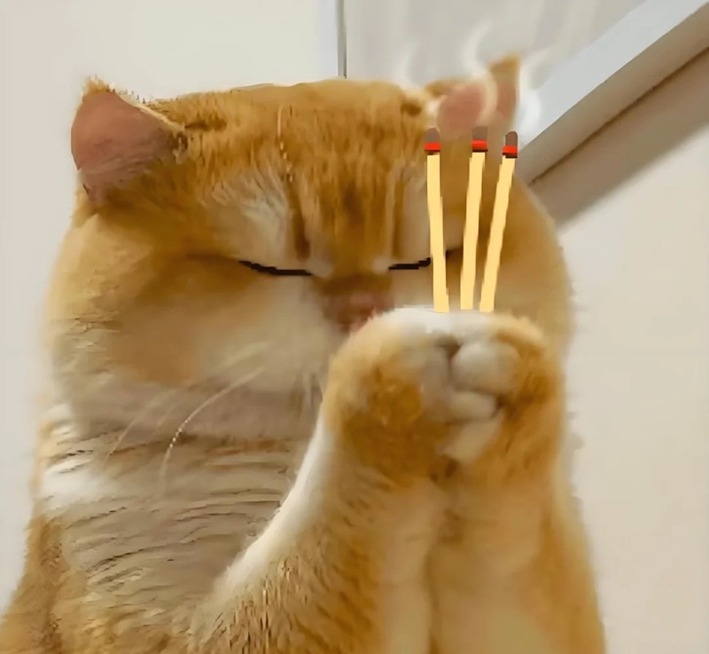 meme mèo hài 31
