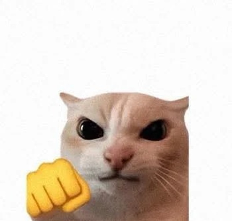 meme mèo hài 38