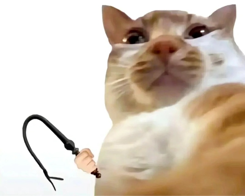 meme mèo hài 39