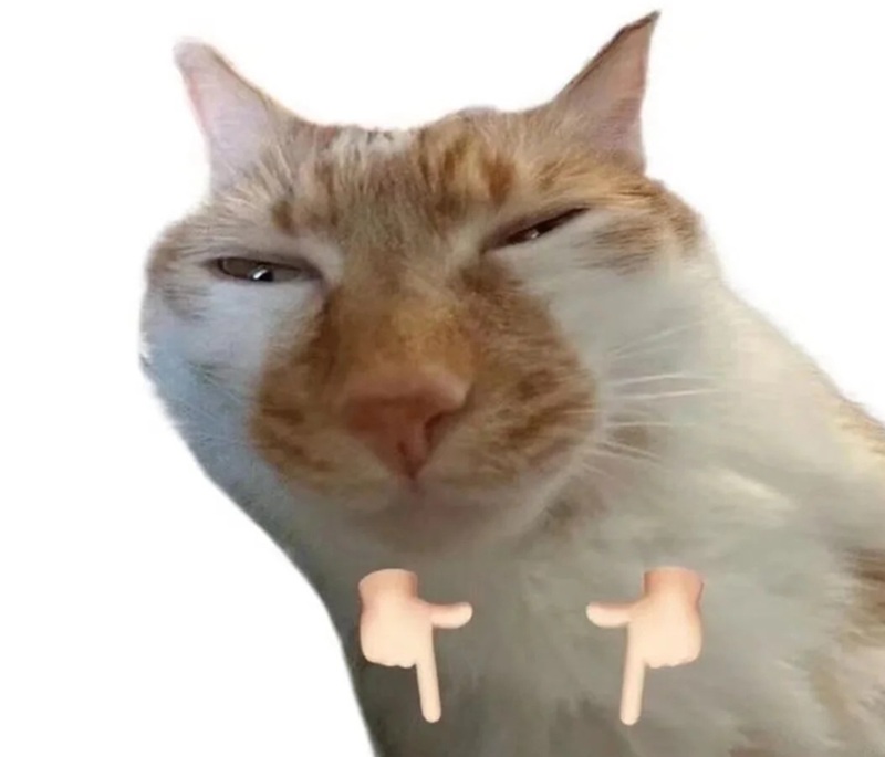 meme mèo hài 41