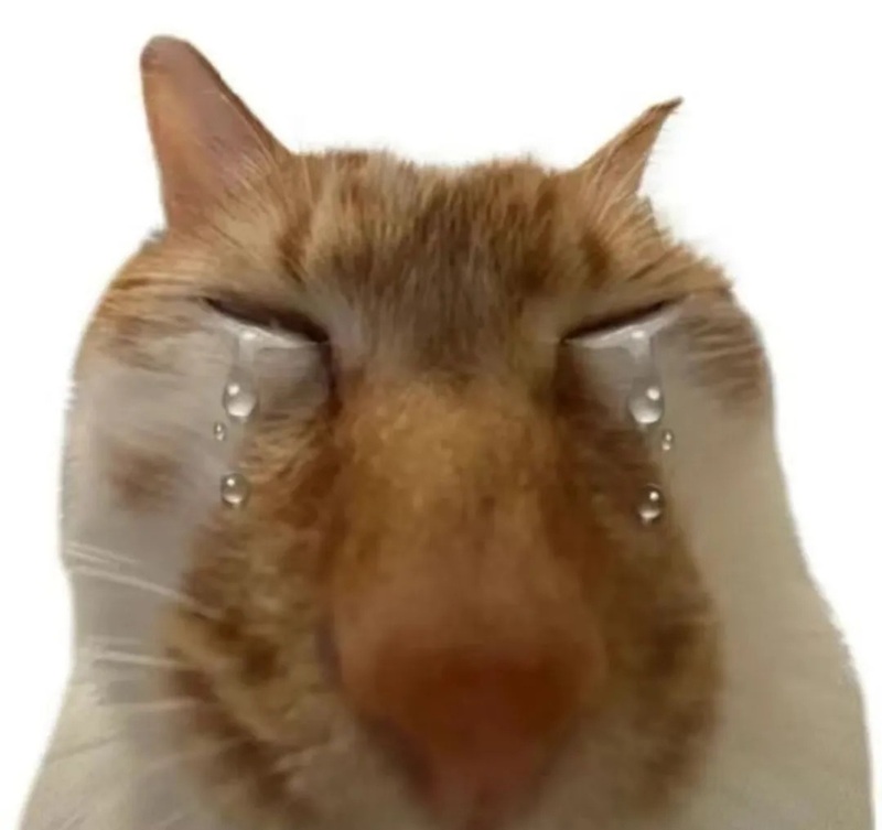 meme mèo khóc 1