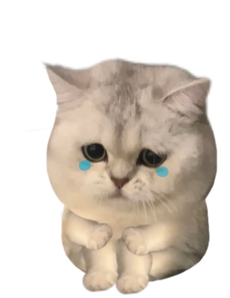 meme mèo khóc 37