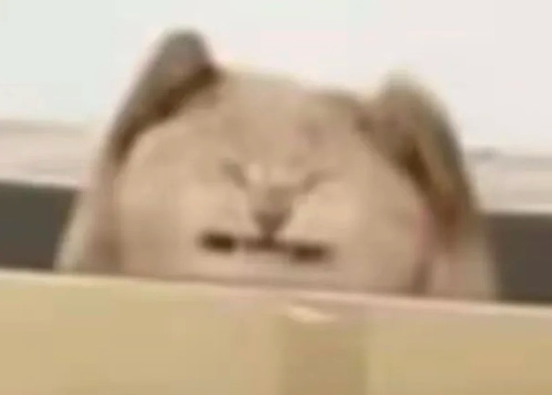 meme mèo ôm đầu 16