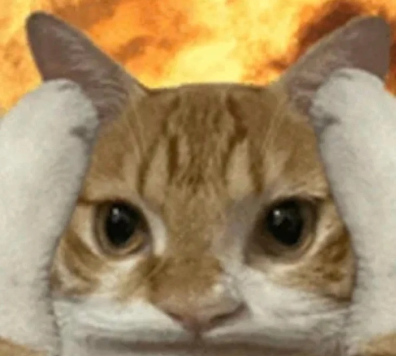 meme mèo ôm đầu 22