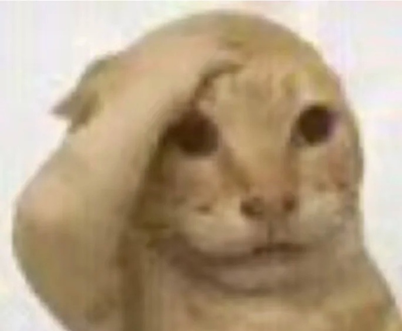 meme mèo ôm đầu 27