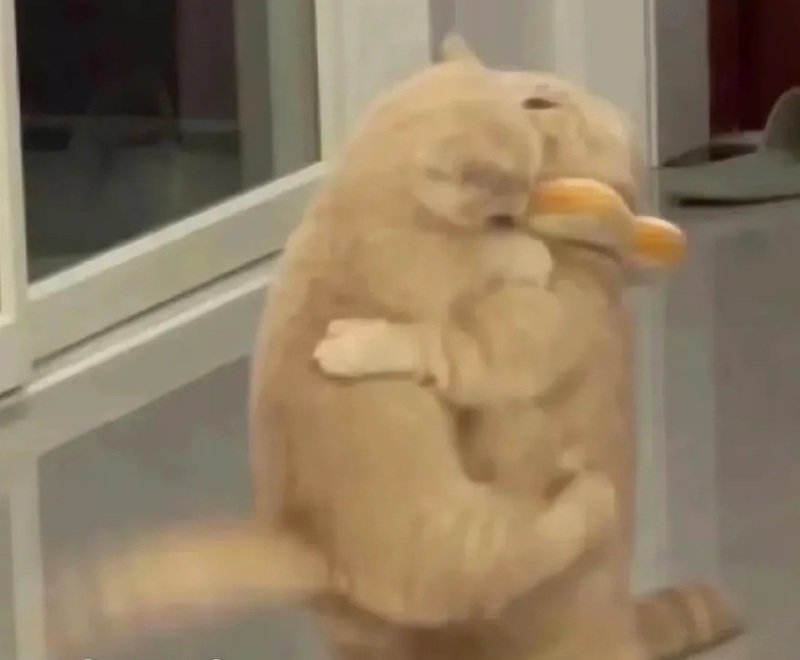 meme mèo ôm đầu 28