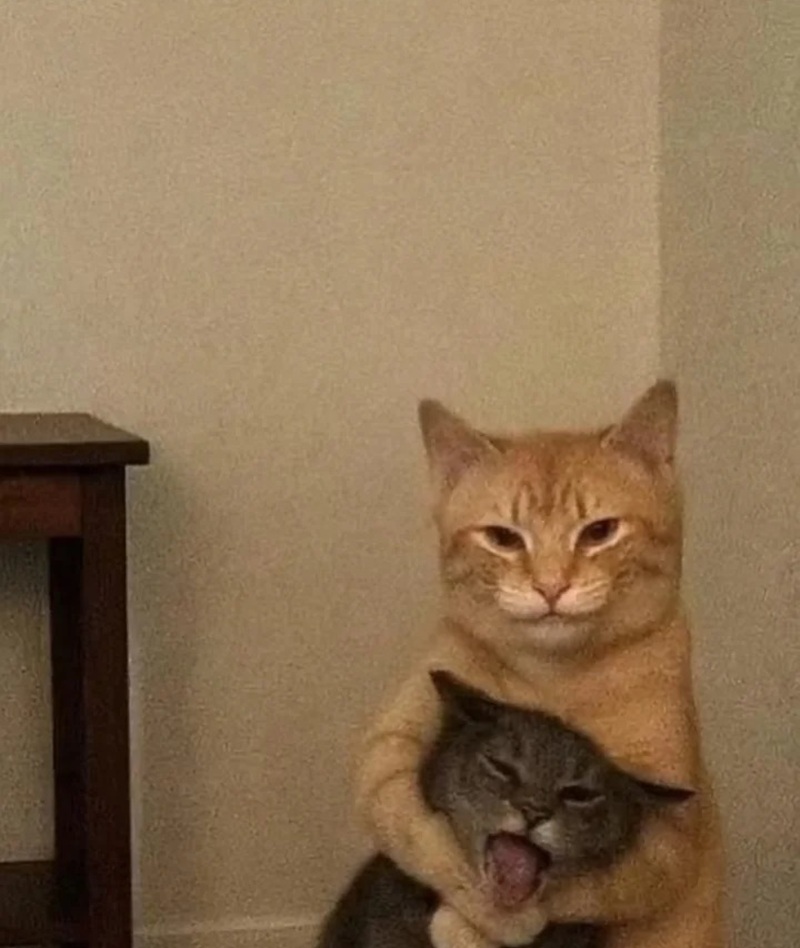 meme mèo ôm đầu 34