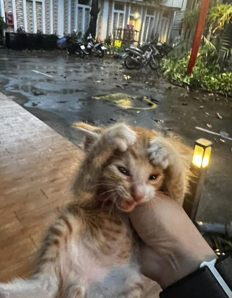 meme mèo ôm đầu 4