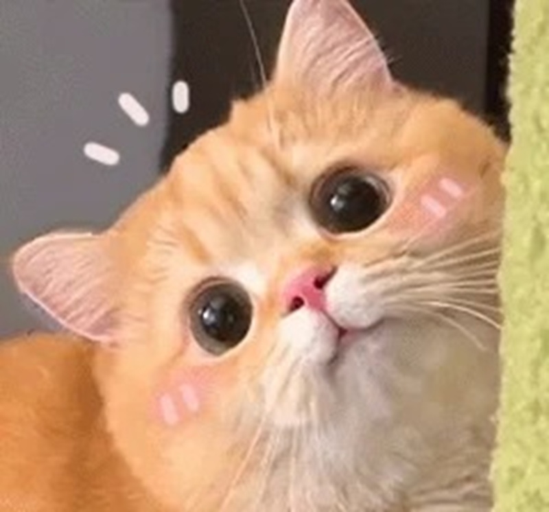 meme ngại ngùng 8