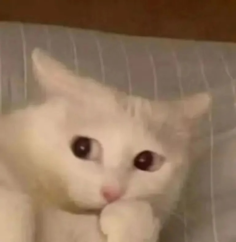 meme nghi ngờ 13
