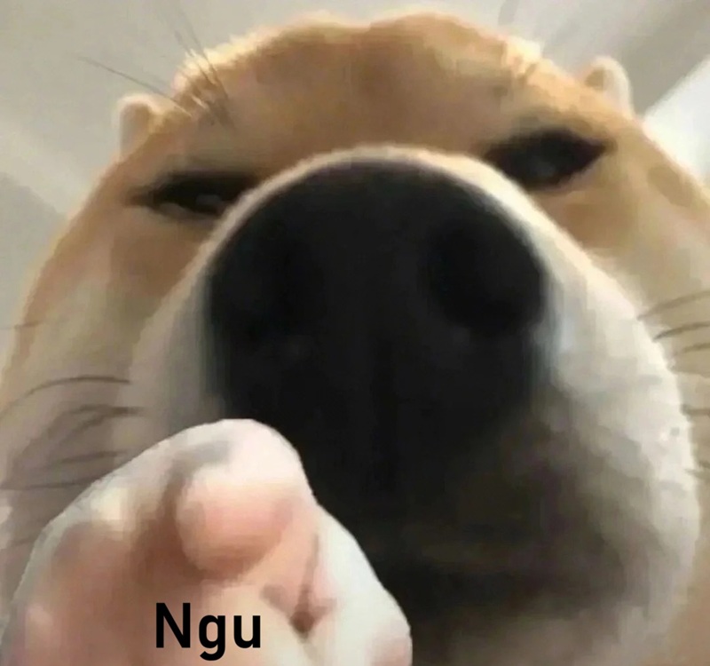 meme ngu 13