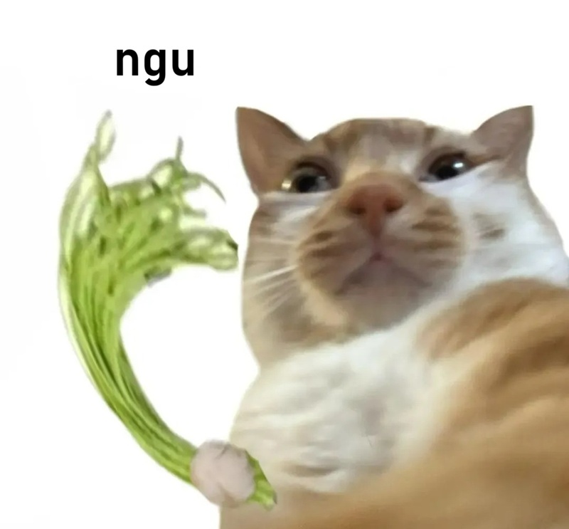 meme ngu 14