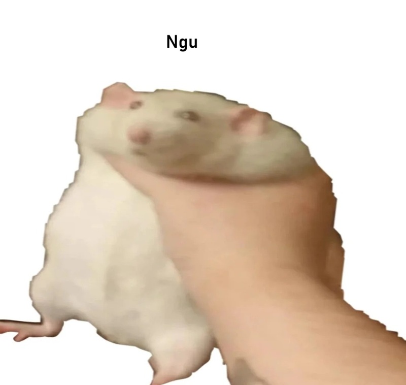meme ngu 31