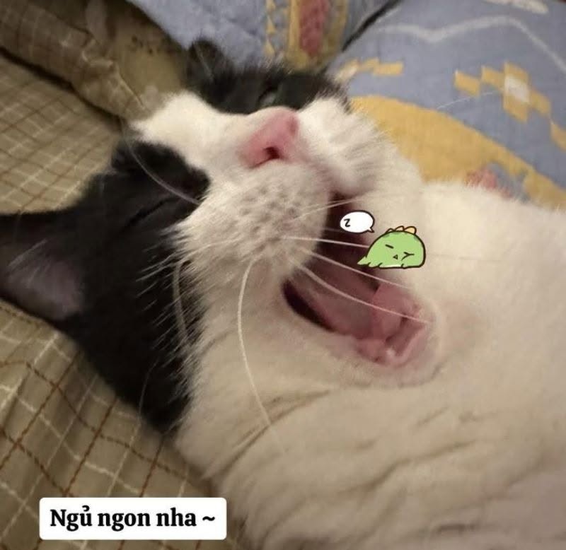 meme ngủ ngon 1