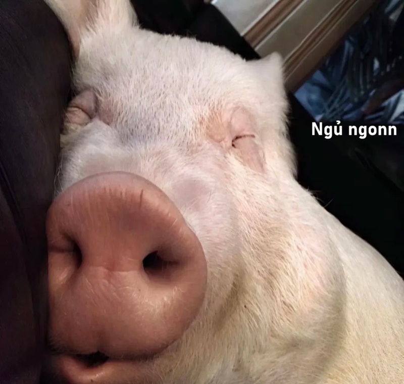 meme ngủ ngon 8