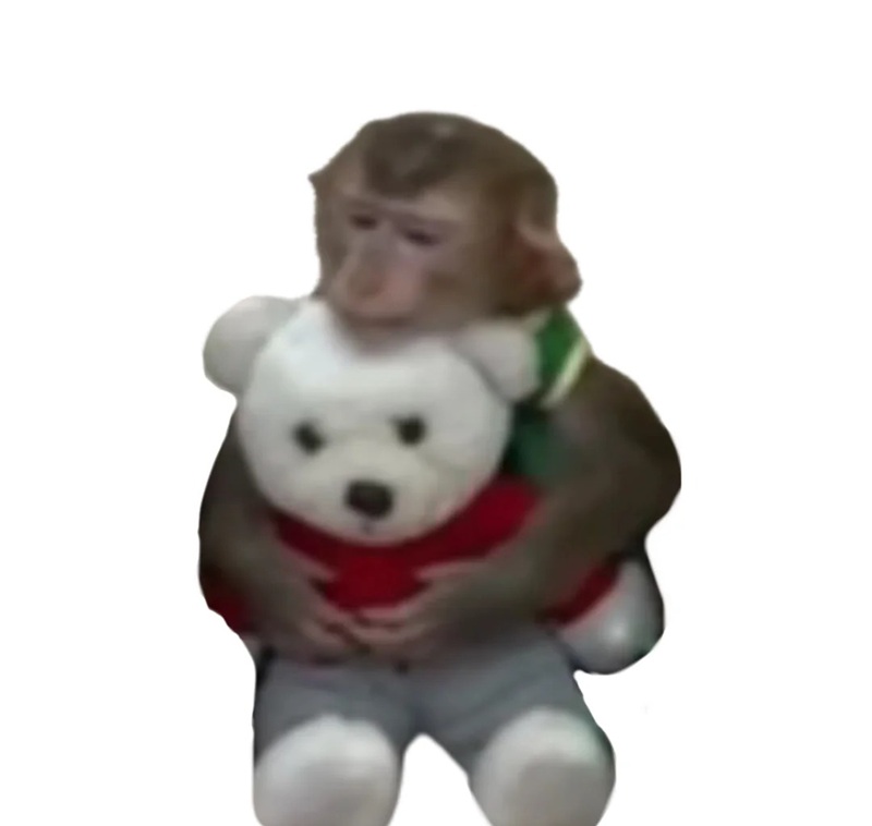 meme ôm 16