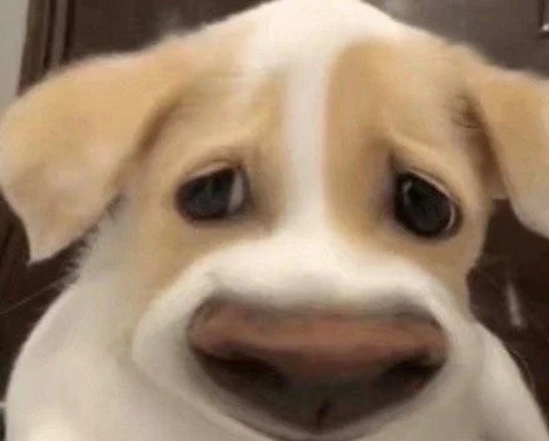 meme sợ hãi 23